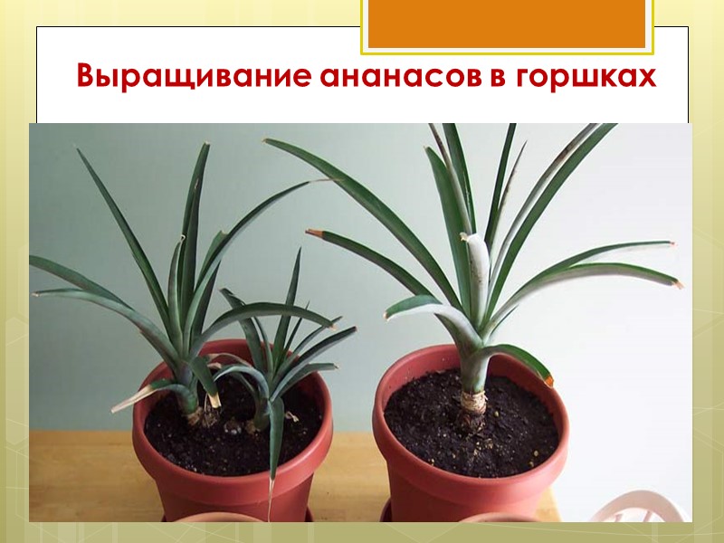 Выращивание ананасов в горшках